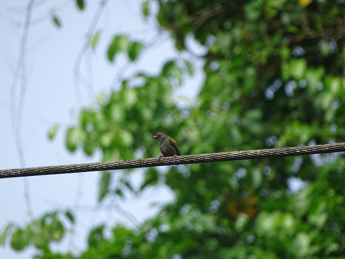 African Piculet - ML617604434