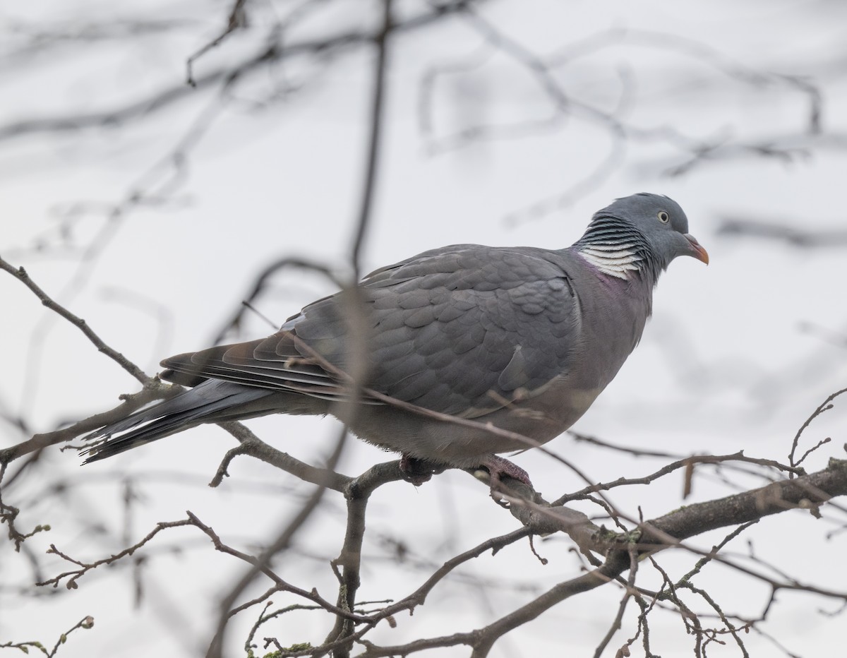Common Wood-Pigeon - ML617604467