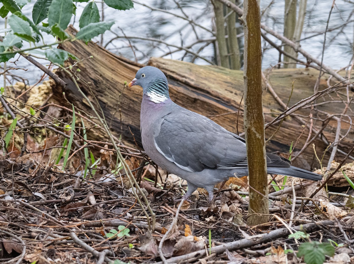 Common Wood-Pigeon - ML617604468