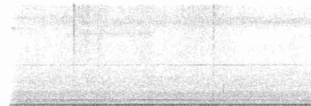 javasanger (timorensis) (mustissanger) - ML617604471