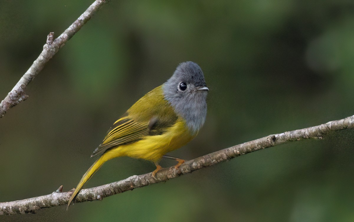 Gray-headed Canary-Flycatcher - ML617604504