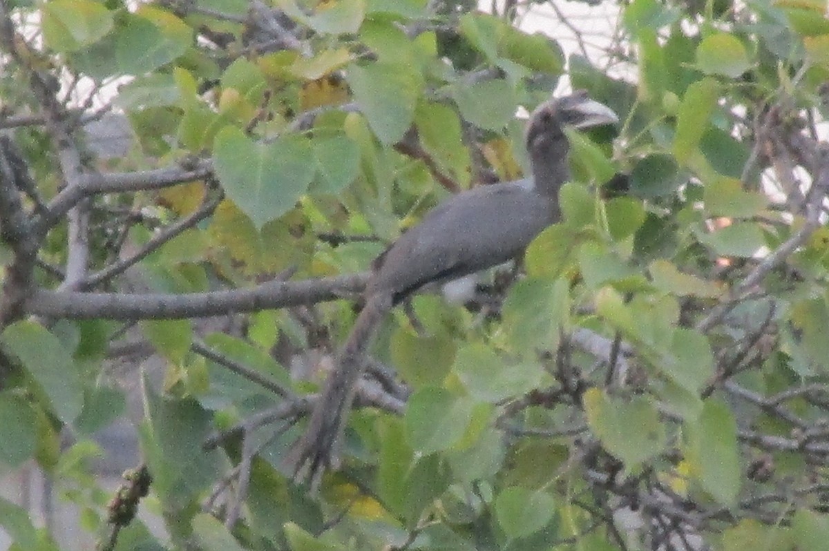 Indian Gray Hornbill - ML617604529
