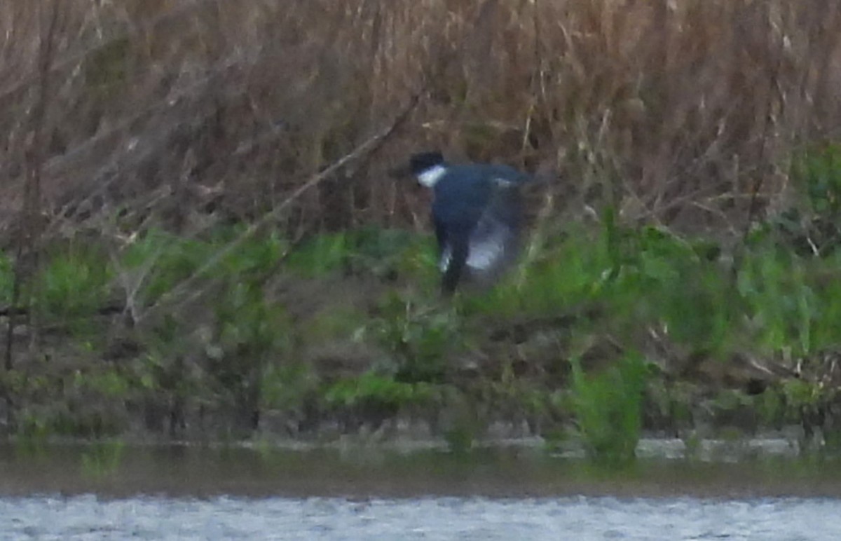 Belted Kingfisher - ML617604547