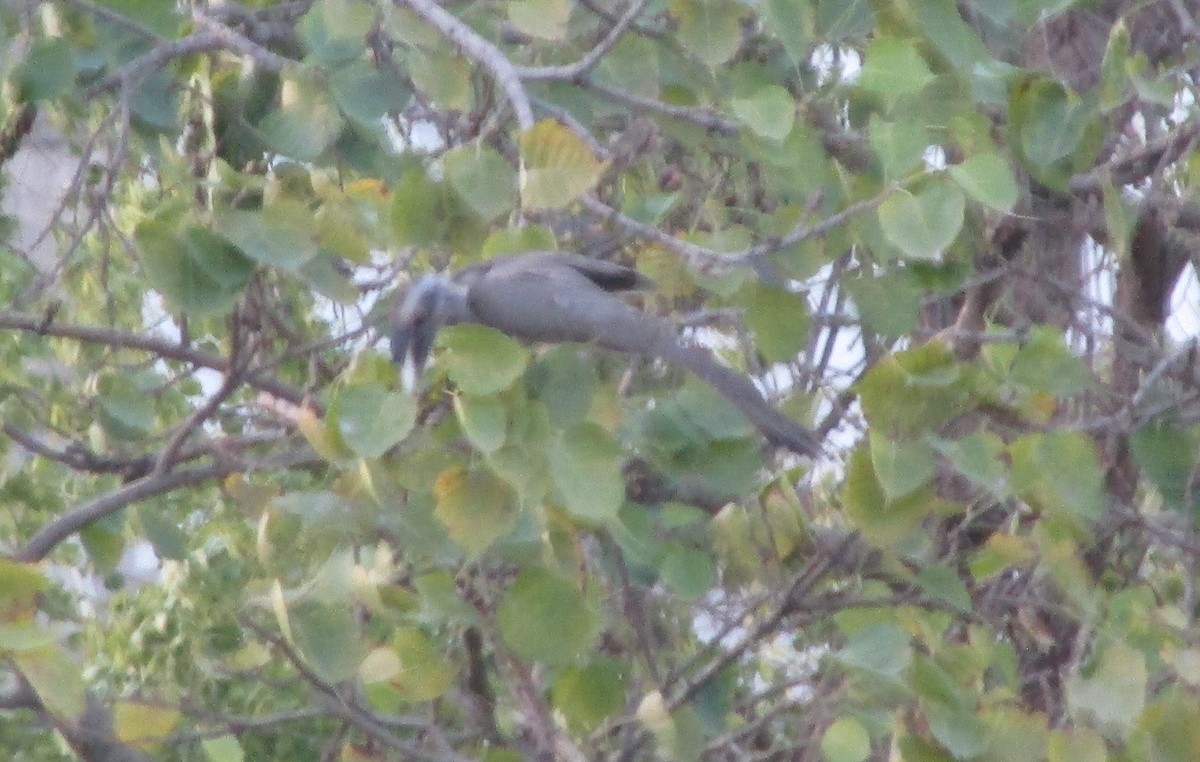 Indian Gray Hornbill - ML617604549