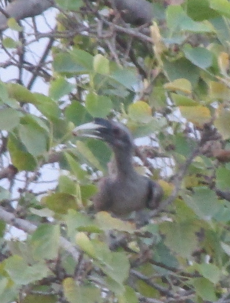 Indian Gray Hornbill - ML617604551