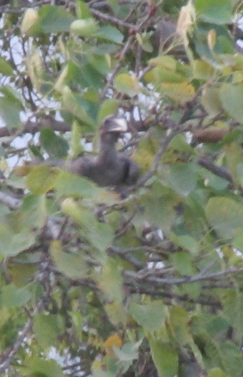 Indian Gray Hornbill - ML617604552