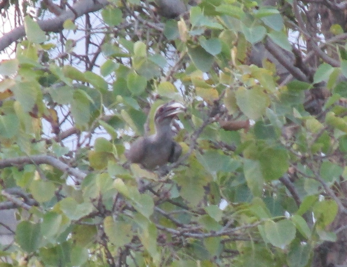 Indian Gray Hornbill - ML617604554