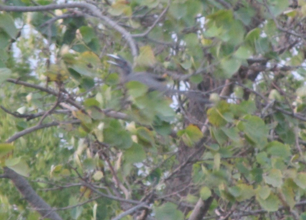 Indian Gray Hornbill - ML617604555