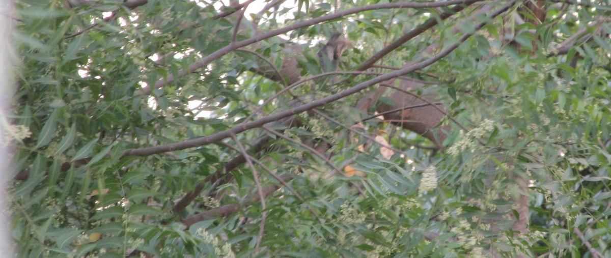 Indian Gray Hornbill - ML617604556
