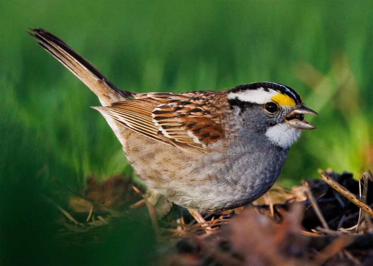 White-throated Sparrow - ML617604587