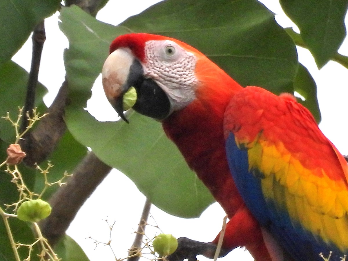 Scarlet Macaw - ML617604603
