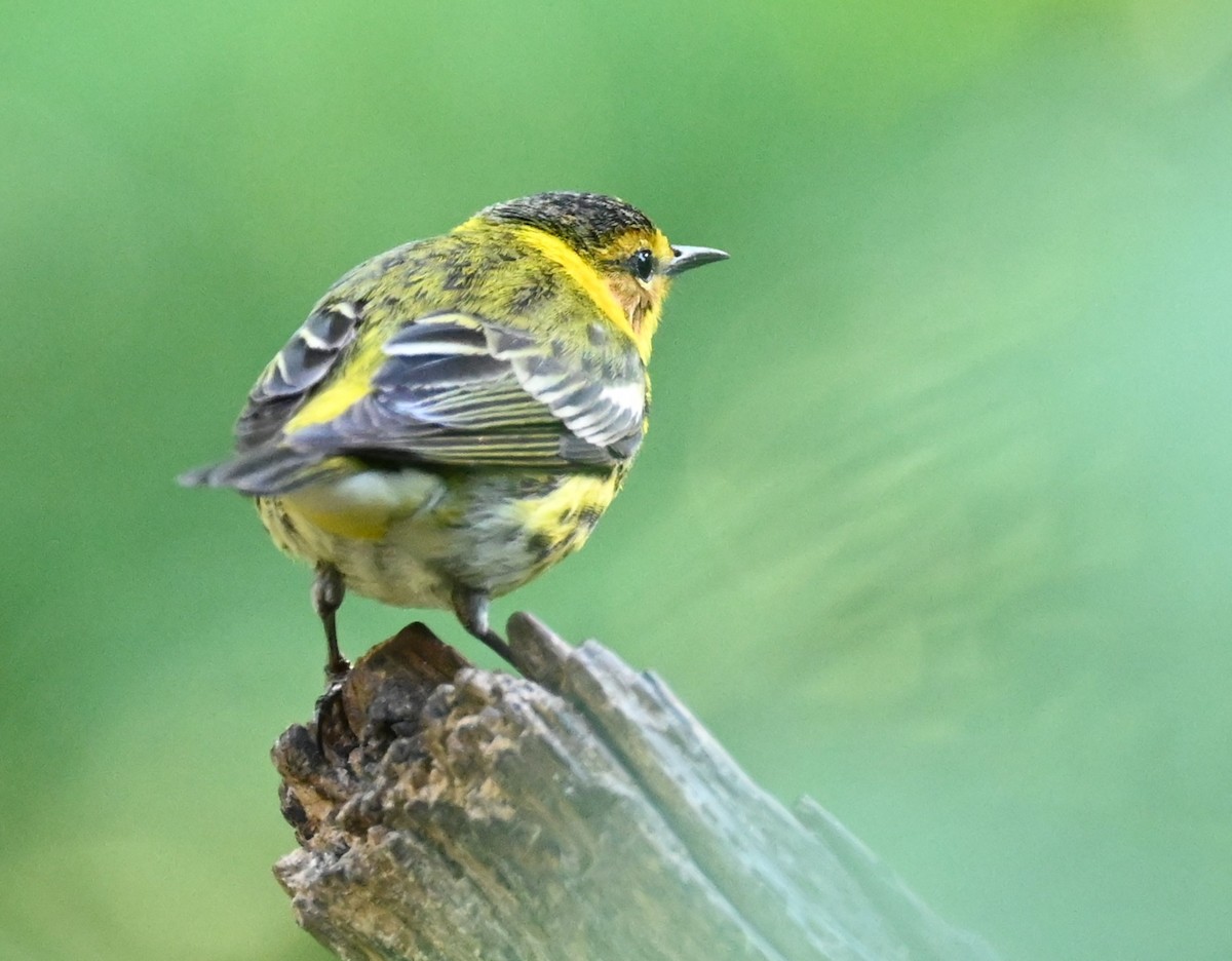 Cape May Warbler - ML617604621