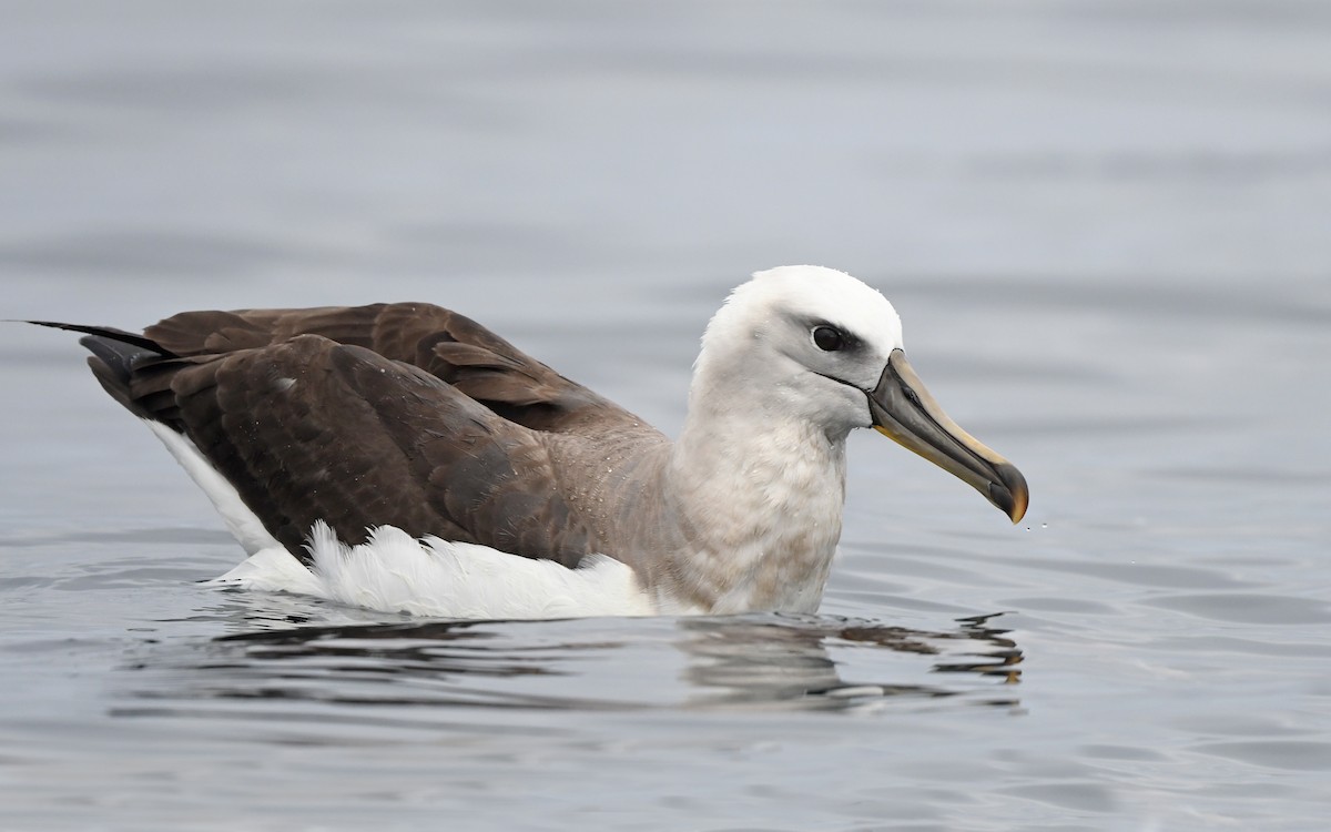 Buller's Albatross - Christoph Moning