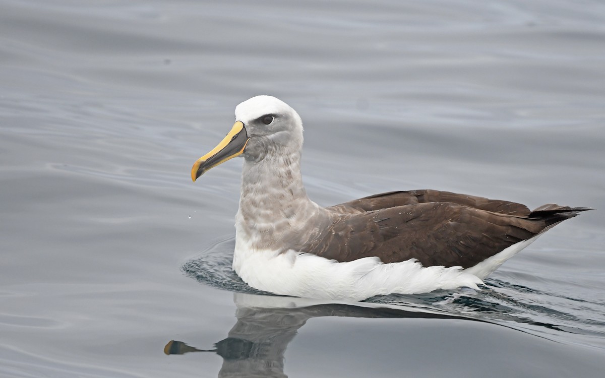 Buller's Albatross - Christoph Moning