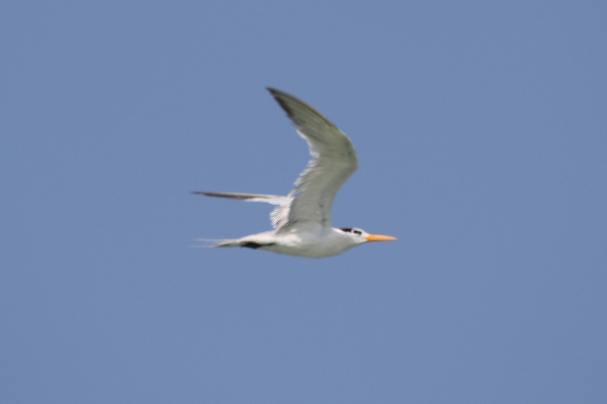 Lesser Crested Tern - ML617604691