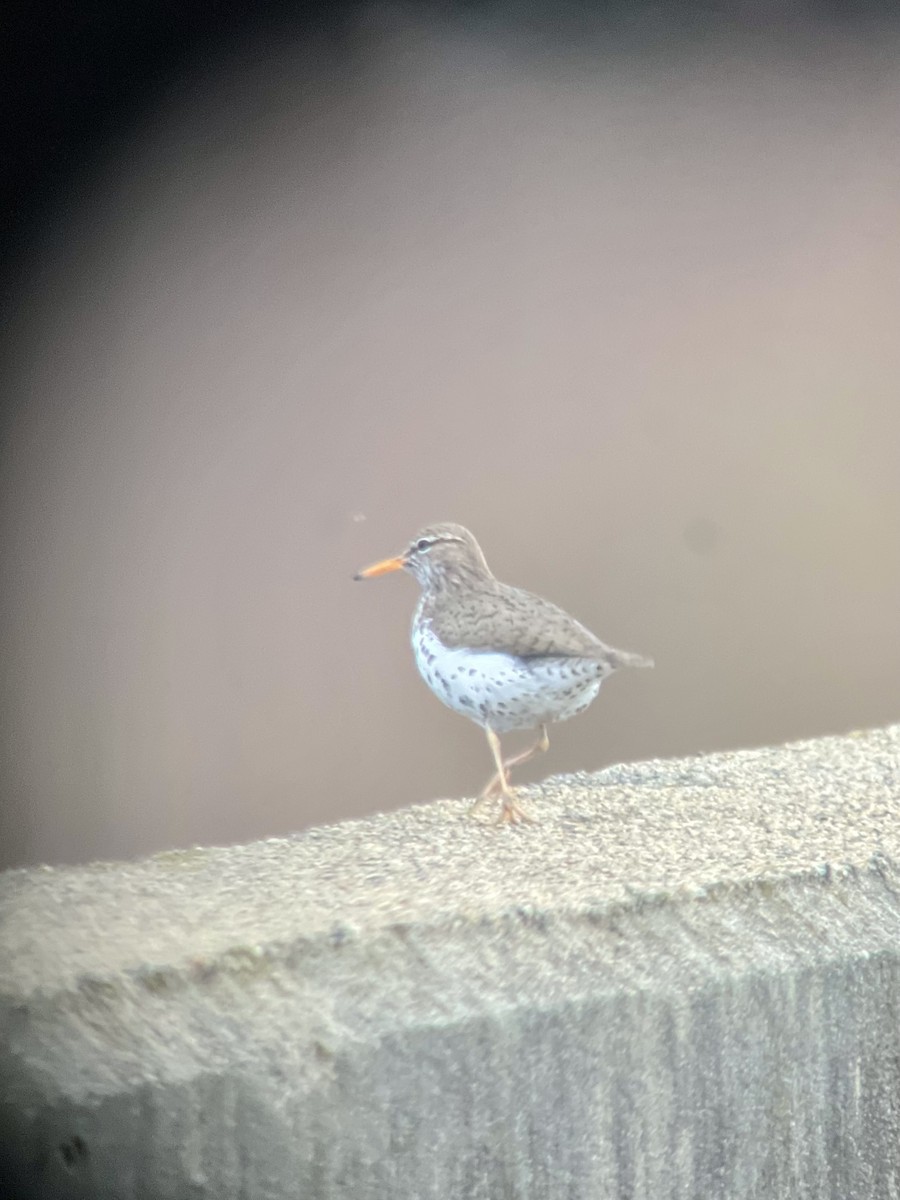 Spotted Sandpiper - Davey Walters