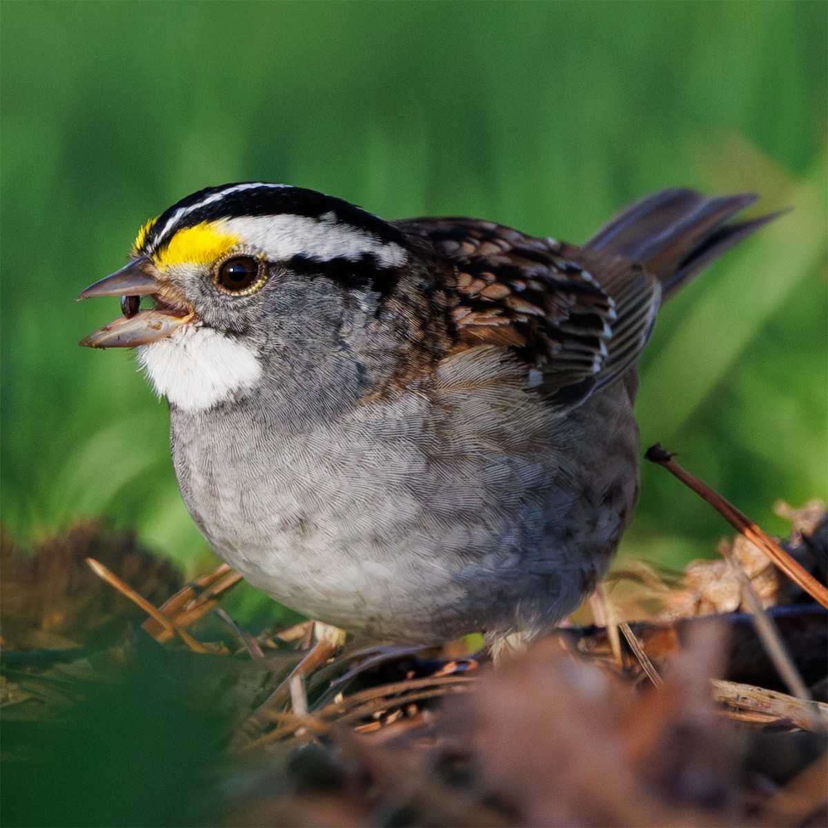 White-throated Sparrow - ML617604746