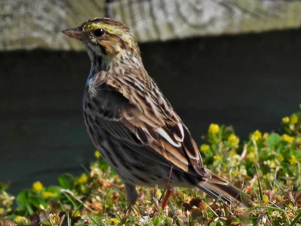 Savannah Sparrow - ML617604808