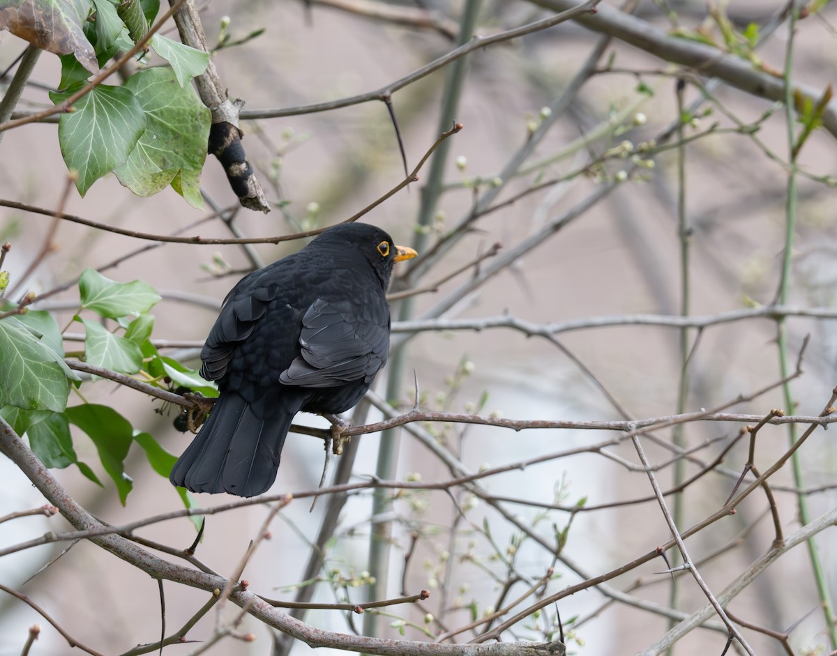 Eurasian Blackbird - jimmy Yao