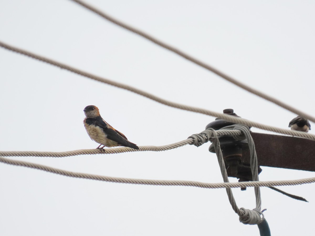Red-rumped Swallow - ML617604851