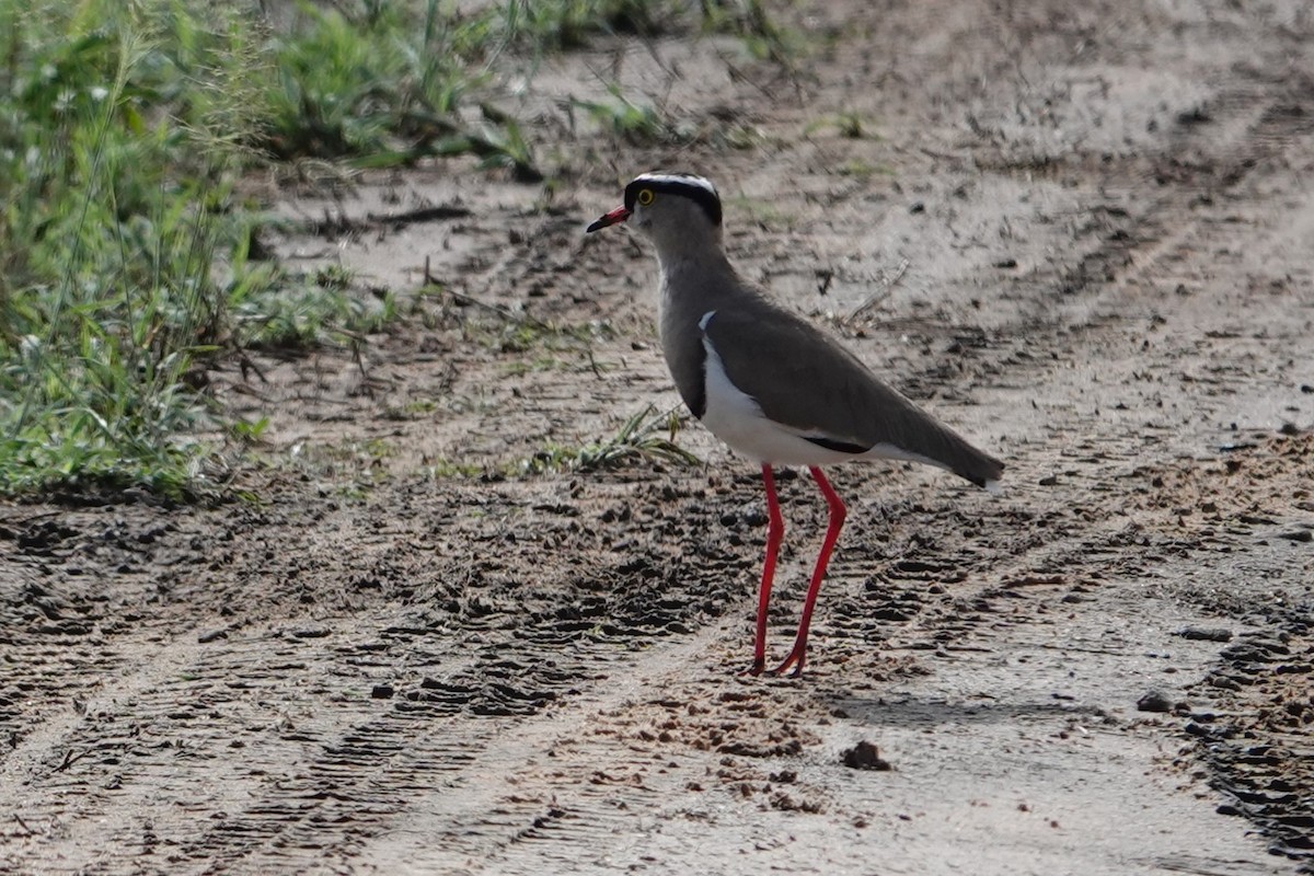Crowned Lapwing - ML617604879
