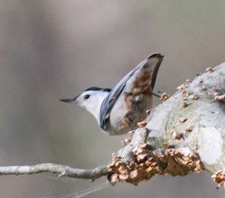 White-breasted Nuthatch - ML617604913