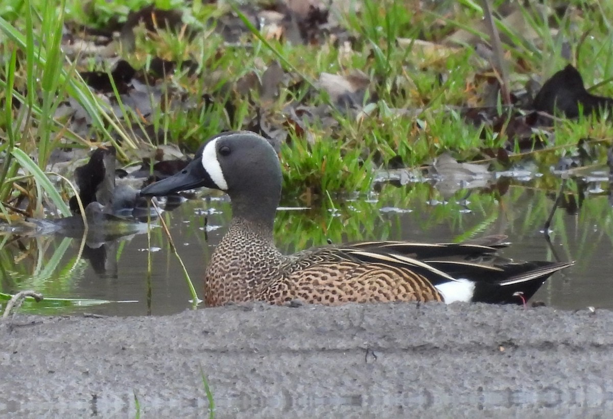 Blue-winged Teal - ML617604934