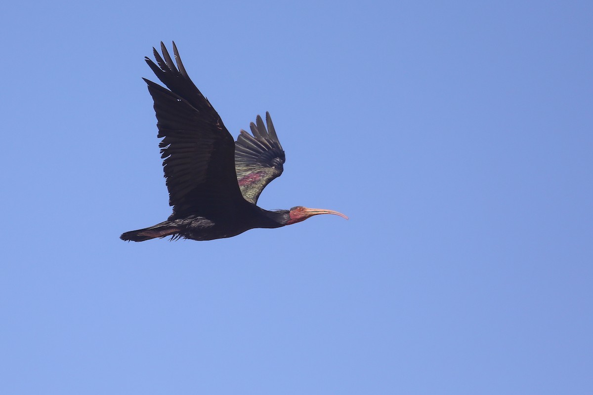 ibis skalní - ML617605034