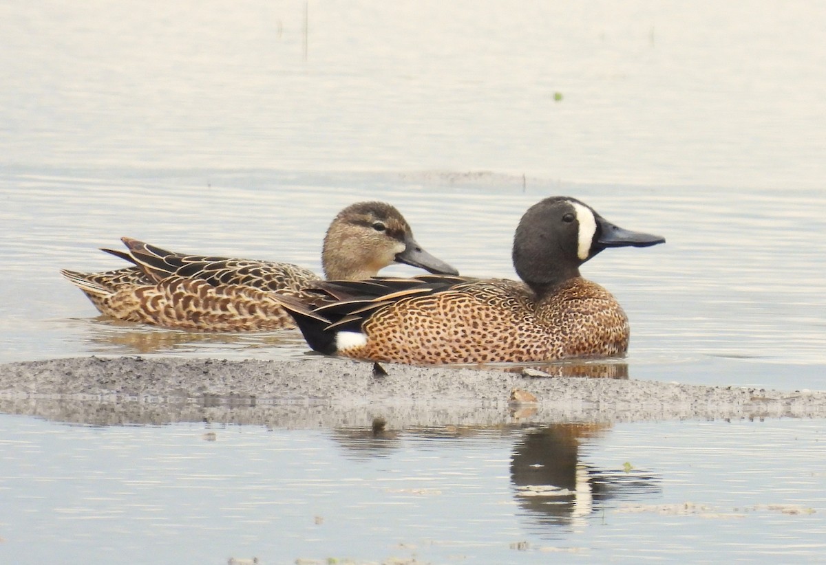 Blue-winged Teal - ML617605039