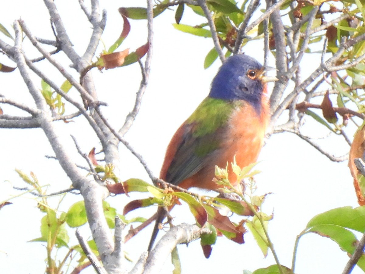 Painted Bunting - ML617605062