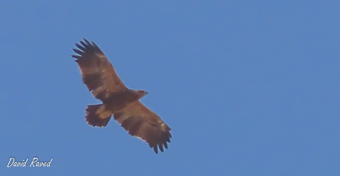 Lesser Spotted Eagle - ML617605128