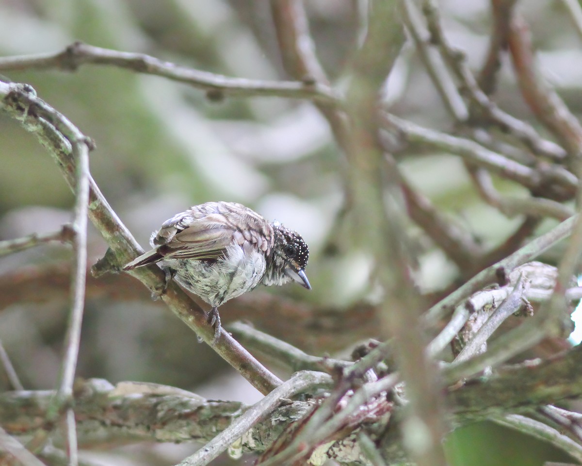 Scaled Piculet - ML617605145
