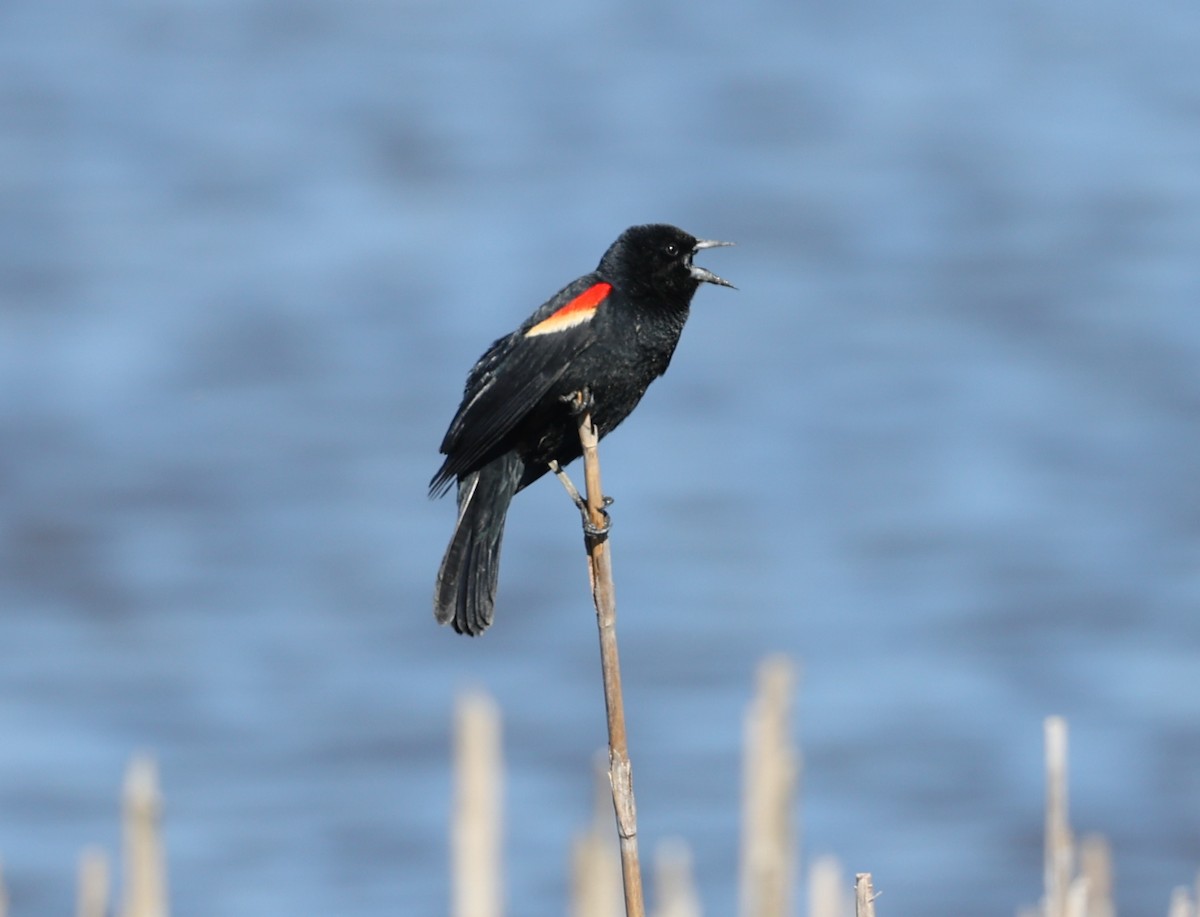 Red-winged Blackbird - Jill Falasco