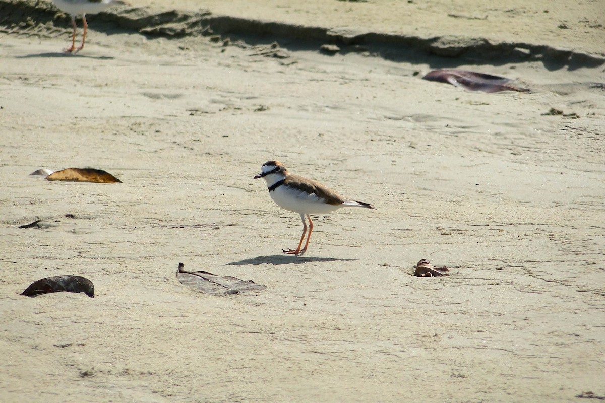 Collared Plover - ML617605154