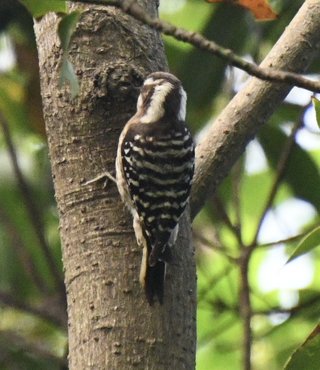 Japanese Pygmy Woodpecker - ML617605185