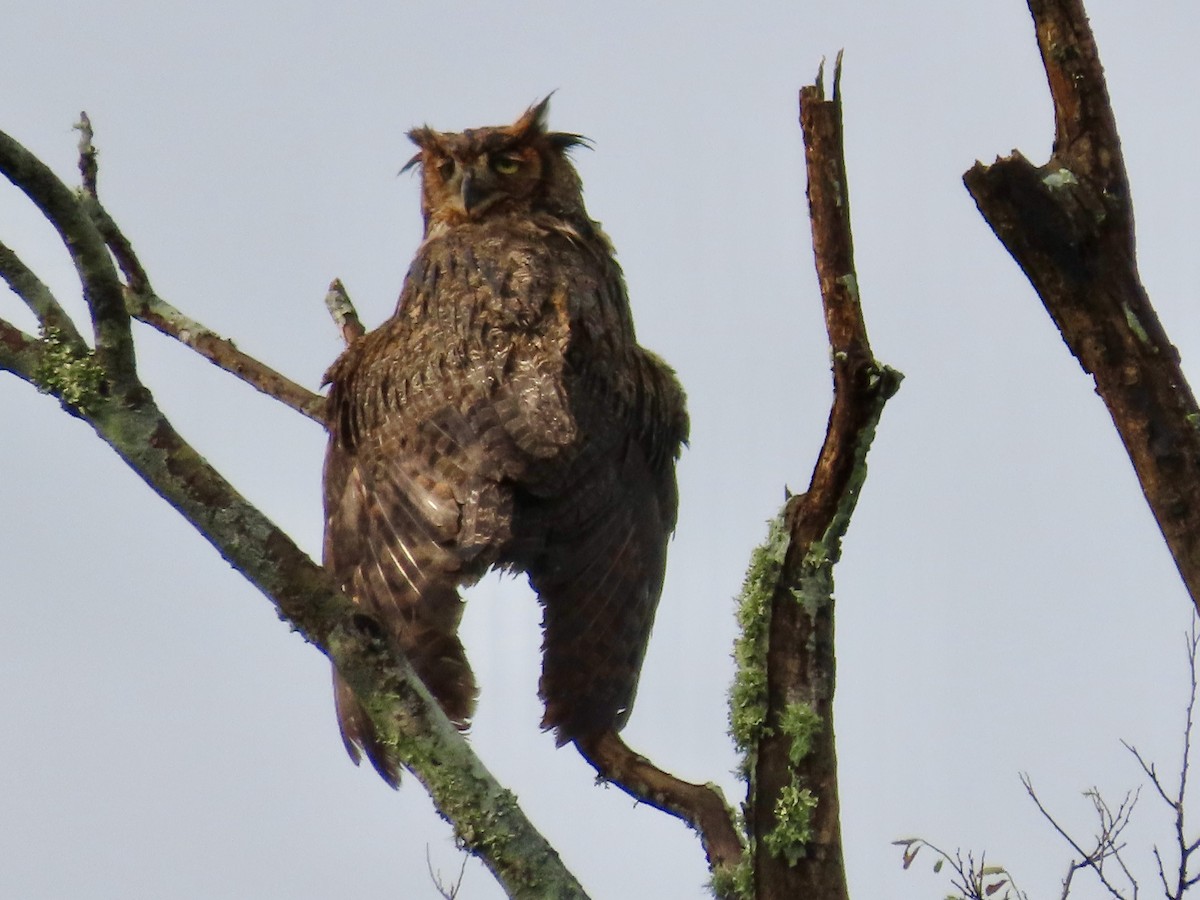 Great Horned Owl - ML617605204
