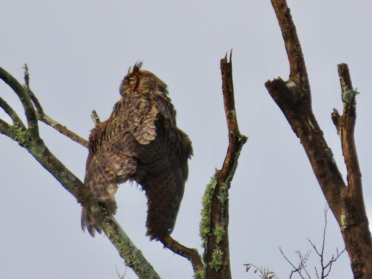 Great Horned Owl - ML617605205
