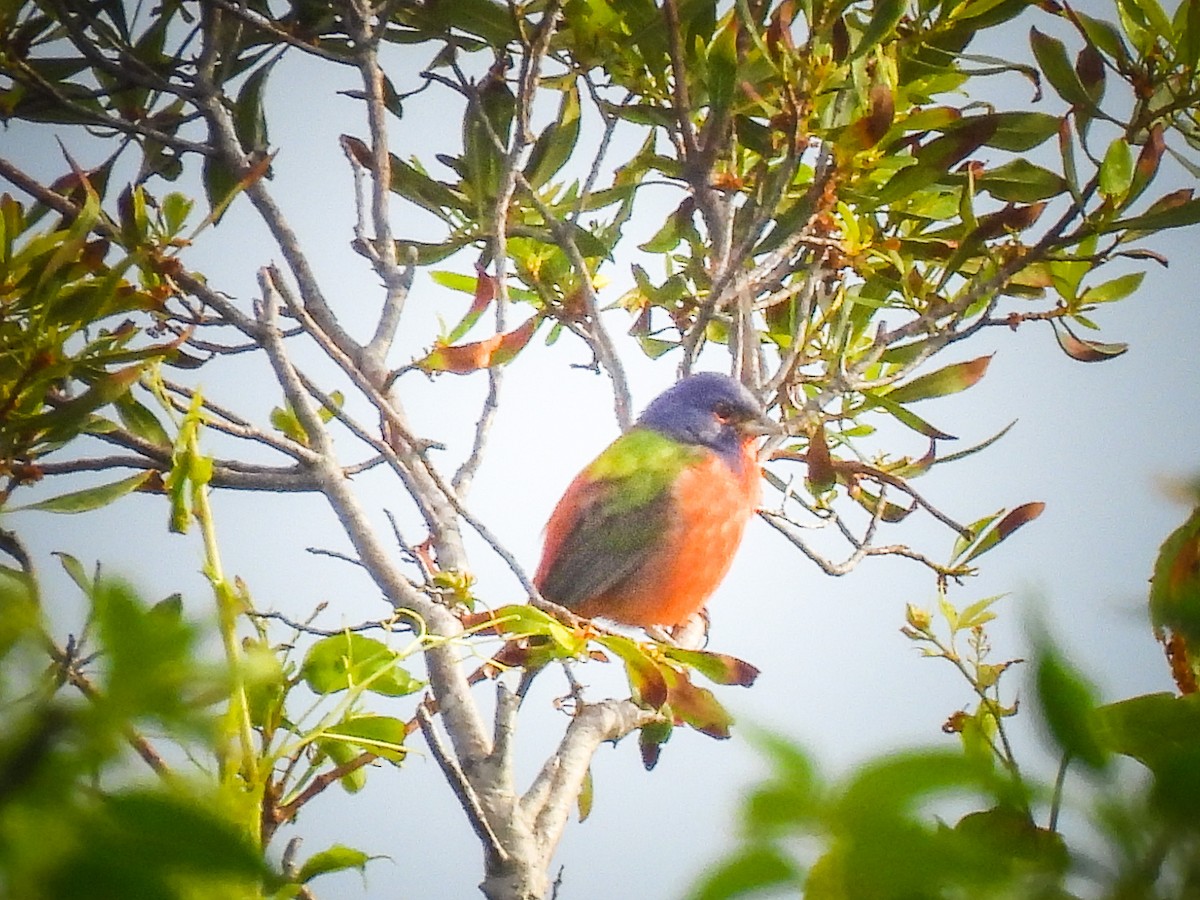 Painted Bunting - ML617605215