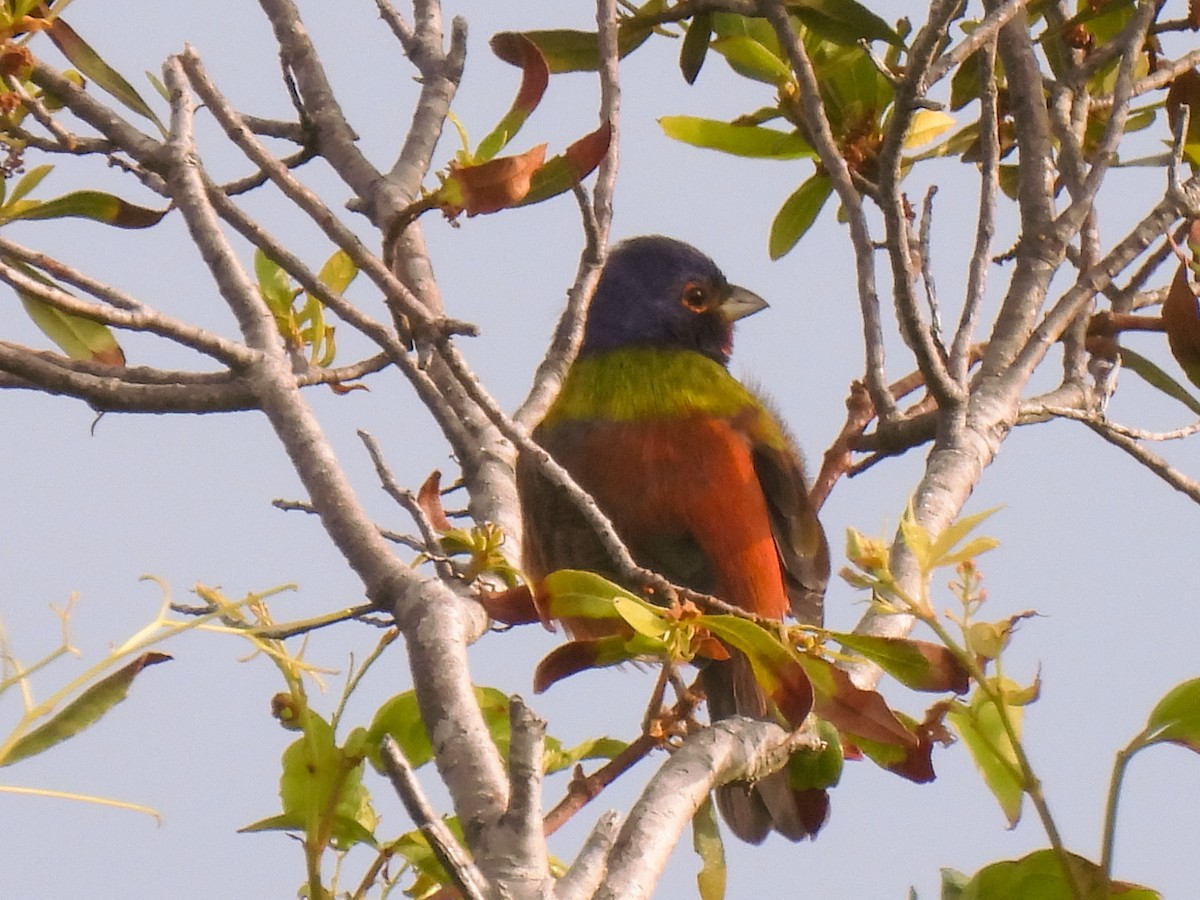 Painted Bunting - ML617605216