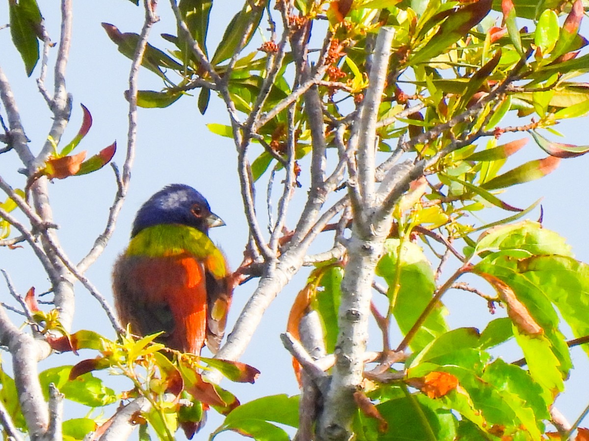 Painted Bunting - ML617605217