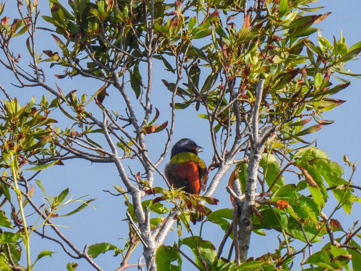 Painted Bunting - ML617605218