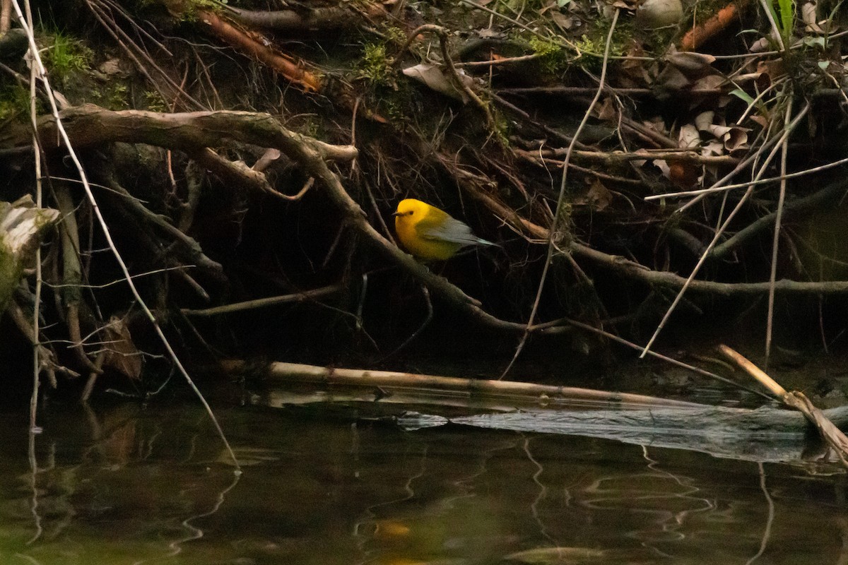 Prothonotary Warbler - Isaiah Erven