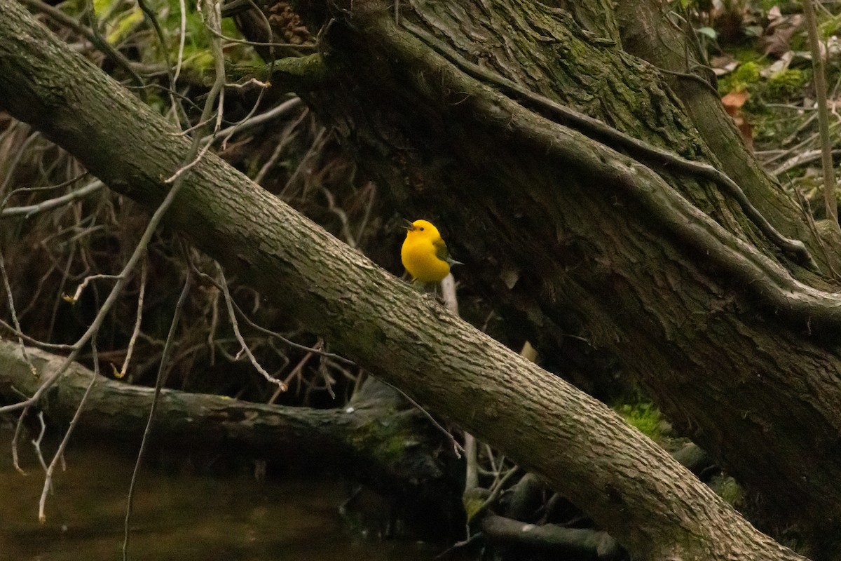 Prothonotary Warbler - ML617605243