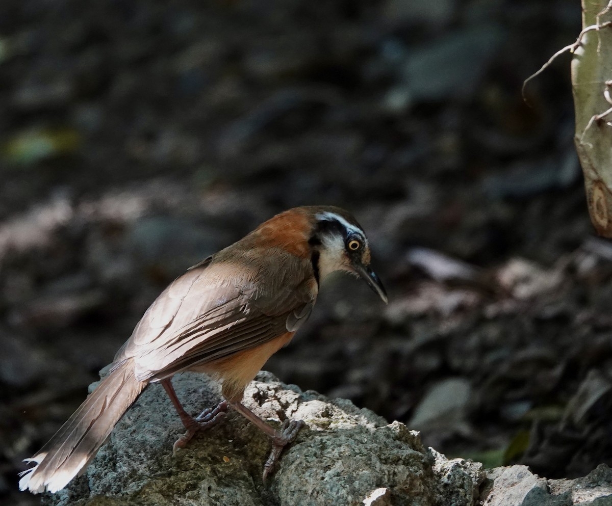 Lesser Necklaced Laughingthrush - Susan Hartley