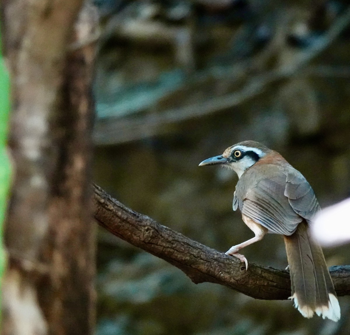 Lesser Necklaced Laughingthrush - ML617605310