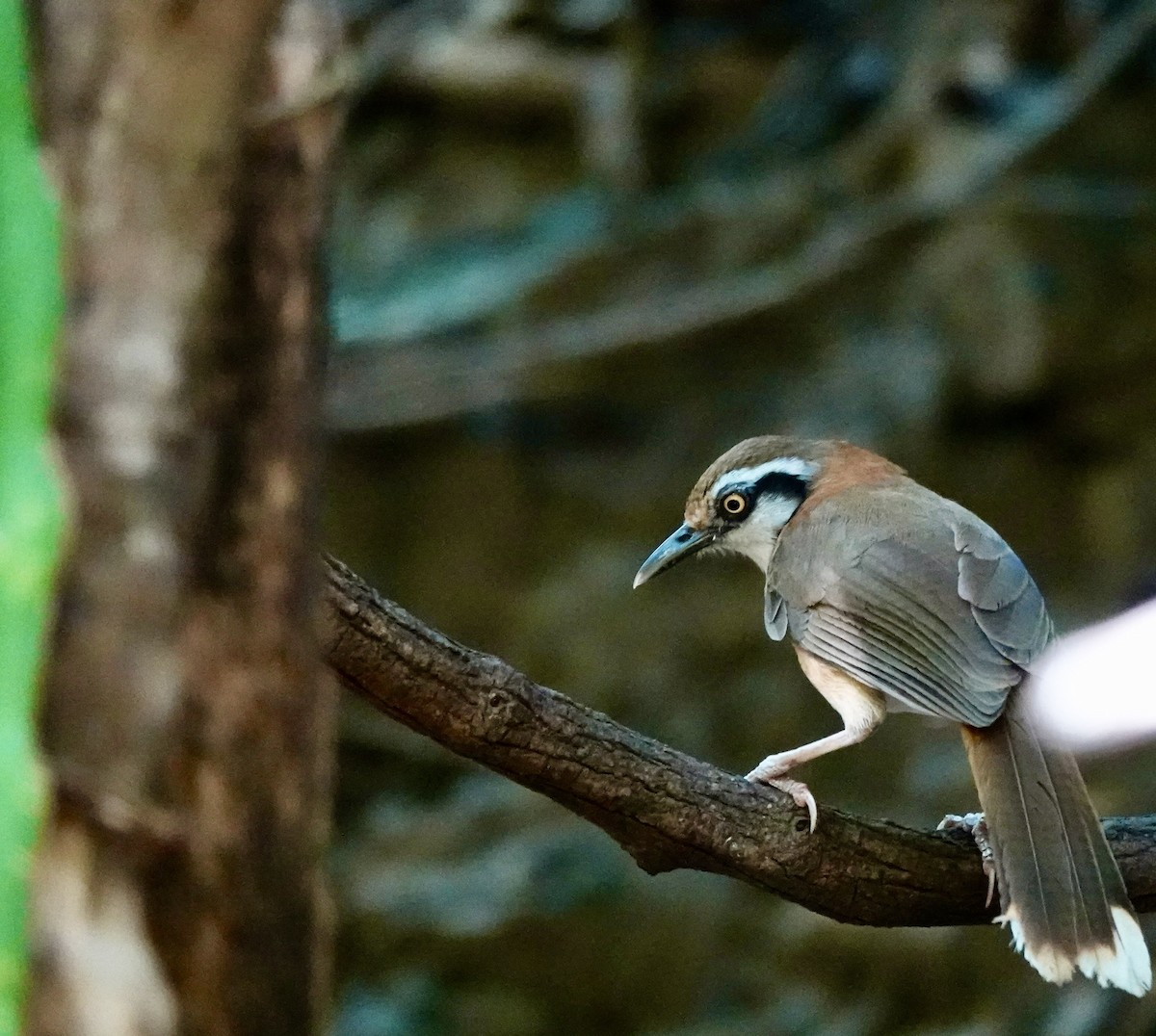 Lesser Necklaced Laughingthrush - ML617605351