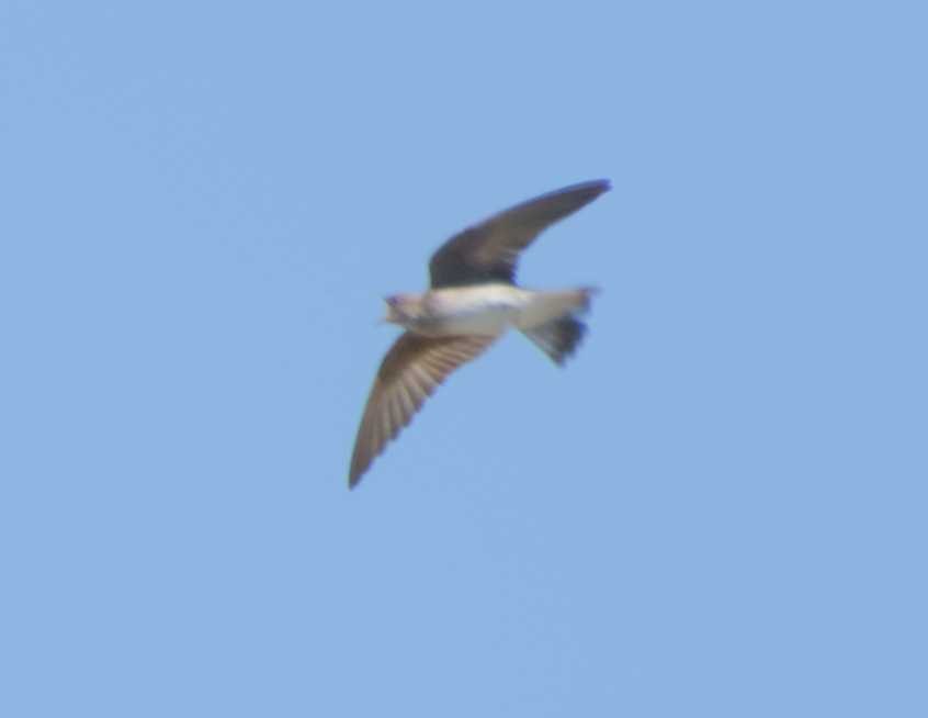 Northern Rough-winged Swallow - ML617605453