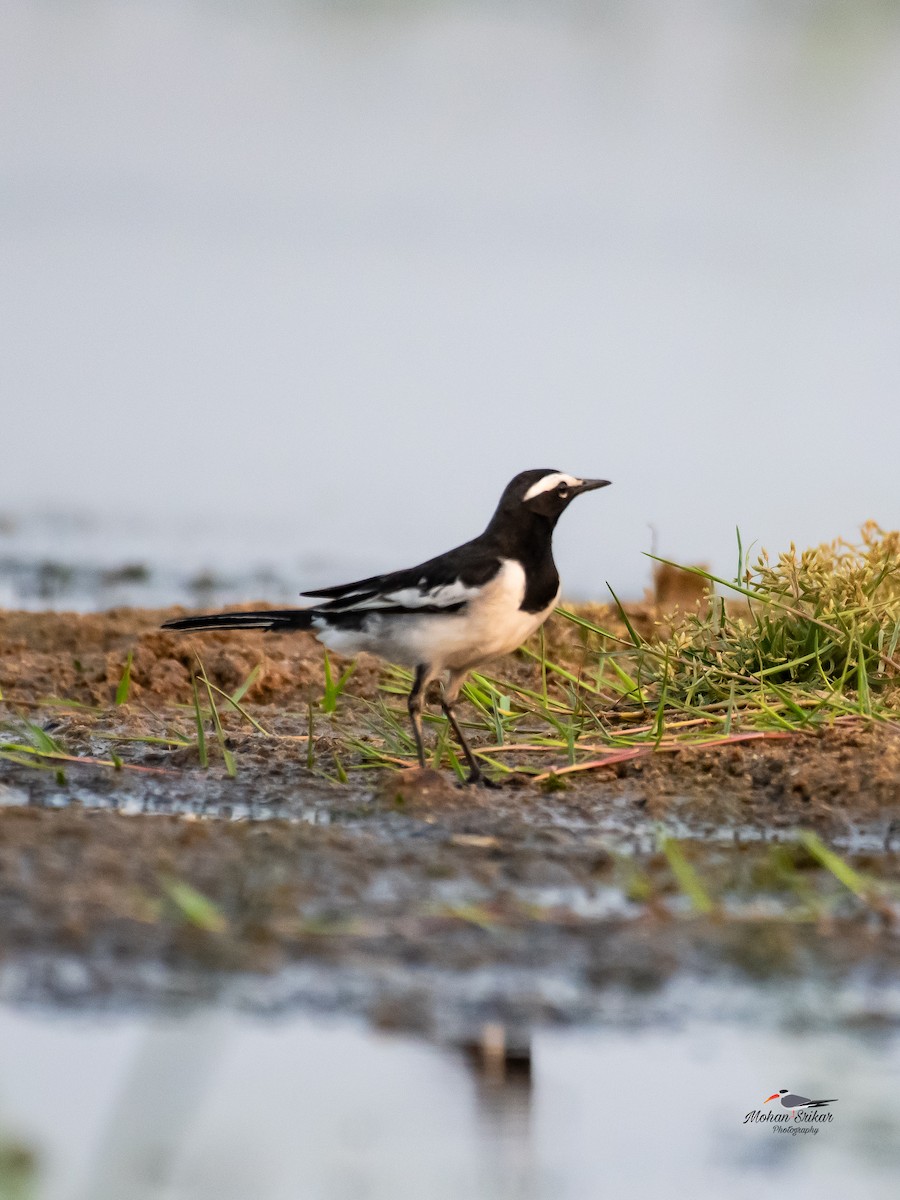 White-browed Wagtail - Mohan Srikar