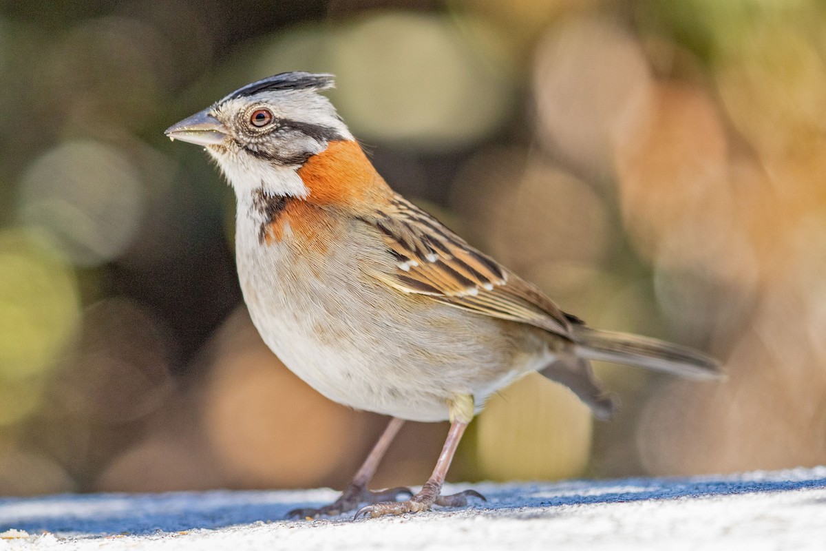 Rufous-collared Sparrow - ML617605459