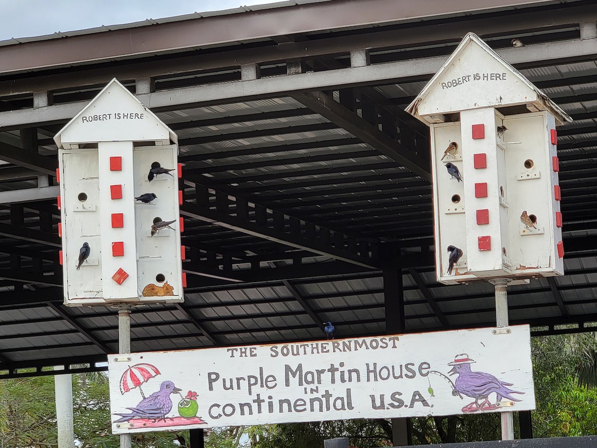 Purple Martin - ML617605520